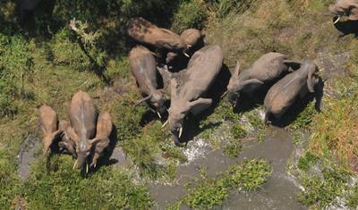 2 Dias de Safari de Vida Selvagem no Parque Nacional Murchison Falls — 4
