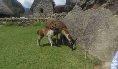 4-dniowy trekking Lares do Machu Picchu — 4