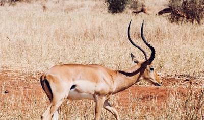 Safári na Tanzânia: Aventura em Selous e Dar Es Salaam — 5
