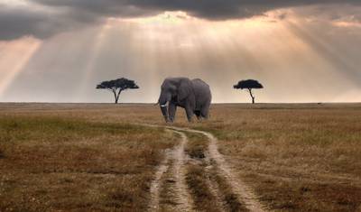 Safári em Grupo de 3 Dias e 2 Noites em Masai Mara, partindo de Nairóbi — 4