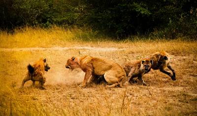 Safári em Grupo de 3 Dias e 2 Noites em Masai Mara, partindo de Nairóbi — 2