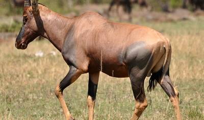 Excursão de 3 Dias ao Parque Nacional do Serengeti e à Cratera de Ngorongoro — 2