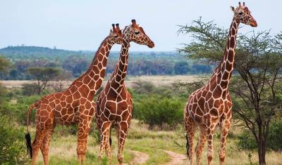 Excursão de 3 Dias ao Parque Nacional do Serengeti e à Cratera de Ngorongoro — 3