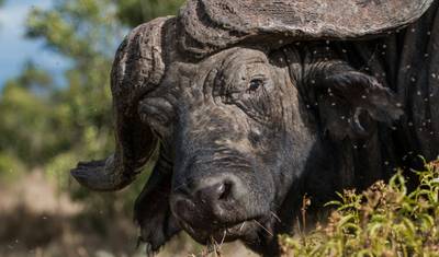 Excursão de 3 Dias ao Parque Nacional do Serengeti e à Cratera de Ngorongoro — 5