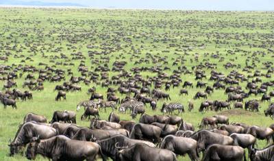 Excursão de 3 Dias ao Parque Nacional do Serengeti e à Cratera de Ngorongoro — 4