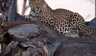 Safári de acampamento econômico no Parque Nacional de Gombe — 2