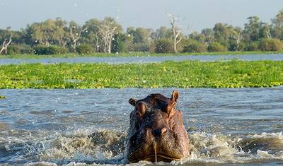 Safári de acampamento econômico no Parque Nacional de Gombe — 3