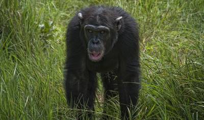 Safari de 3 Dias e 2 Noites para a Reserva Ol Pejeta saindo de Nairobi com traslado gratuito do aeroporto. — 3