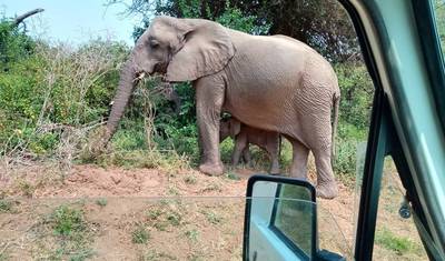 Safari de 3 Dias e 2 Noites para a Reserva Ol Pejeta saindo de Nairobi com traslado gratuito do aeroporto. — 5