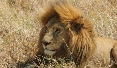 Safari de 3 Dias e 2 Noites para a Reserva Ol Pejeta saindo de Nairobi com traslado gratuito do aeroporto. — 2