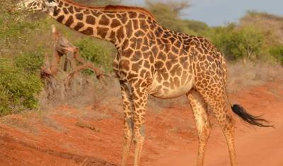3 أيام، 2 ليالٍ سفاري إلى محمية Ol Pejeta من نيروبي مع خدمة استقبال مجانية من المطار. — 5