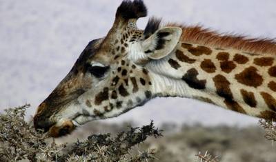 8-dniowe safari w Kenii i Tanzanii (prywatne zakwaterowanie) z bezpłatnym noclegiem w pierwszą noc w Raha Suites Hotel i bezpłatnym odbiorem z lotniska. — 5