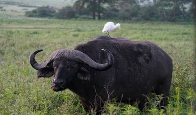 10 dni, 9 nocy: Doświadczenie obserwacji ptaków i fotografii w Kenii w Masai Mara, Jeziorze Naivasha, Jeziorze Bogoria, Tsavo East i Amboseli z bezpłatnym zakwaterowaniem na pierwszą noc w Raha Suites Hotel. — 2