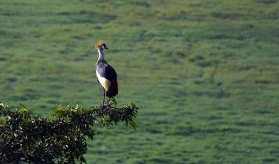 10 dni, 9 nocy: Doświadczenie obserwacji ptaków i fotografii w Kenii w Masai Mara, Jeziorze Naivasha, Jeziorze Bogoria, Tsavo East i Amboseli z bezpłatnym zakwaterowaniem na pierwszą noc w Raha Suites Hotel. — 4