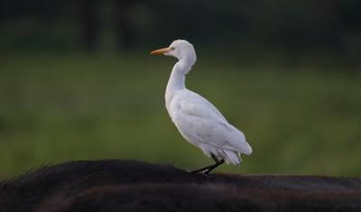 10 dni, 9 nocy: Doświadczenie obserwacji ptaków i fotografii w Kenii w Masai Mara, Jeziorze Naivasha, Jeziorze Bogoria, Tsavo East i Amboseli z bezpłatnym zakwaterowaniem na pierwszą noc w Raha Suites Hotel. — 5