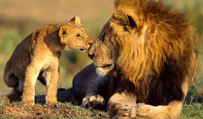 8 أيام مغامرات سفاري هجرة الحيوانات البرية في Masai Mara (5 وجهات) — 5