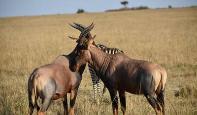 رحلة سفاري كينيا بالإقامة في نزل لمدة 6 أيام: استكشف مغامرة الحياة البرية في Masai Mara وLake Naivasha وLake Nakuru — 2