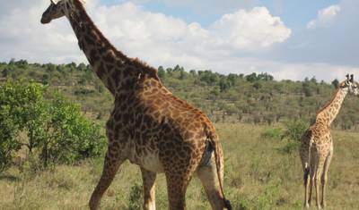 6 Days Tanzania Budget  Camping  Safari — 3