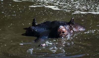 7日間 ケニアとタンザニア ヌーの大移動ロッジサファリ — 5