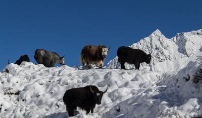 Manaslu Circuit Trek — 5