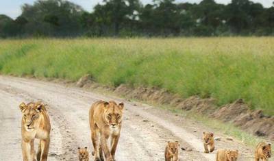 رحلة سفاري تخييم اقتصادية لمدة 5 أيام إلى Masai Mara، Lake Nakuru، Hell's Gate & Lake Naivasha — 5