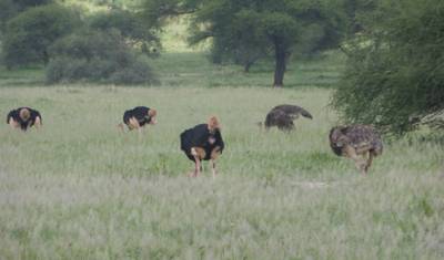 11 dni przygody w Tanzanii i prywatne safari na Zanzibarze — 3