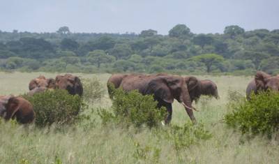 11 dni przygody w Tanzanii i prywatne safari na Zanzibarze — 2