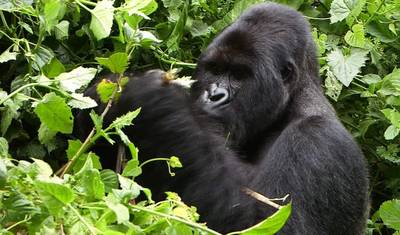 11-Day Discover Western Uganda Safari — 4