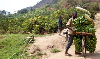 11-Day Discover Western Uganda Safari — 5