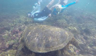ガラパゴス4日間の旅：サンタクルス島のハイライト！ — 4