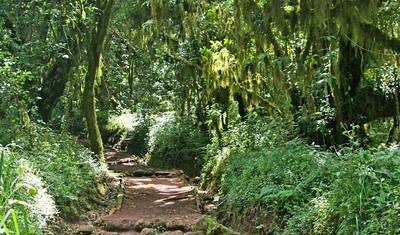 Tour de Trekking no Kilimanjaro de 8 Dias e 7 Noites Pela Rota Lemosho — 3