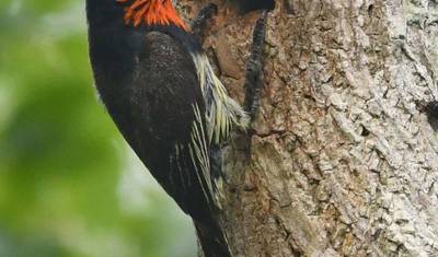 3 Dias Parque Nacional Mikumi — 5