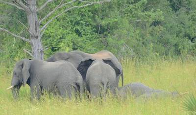 Safári de 5 Dias em Selous e Mikumi — 4