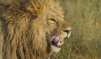 Safári em Grupo de Categoria Média de 2 Dias e 1 Noite em Tarangire e Ngorongoro, Tanzânia — 4