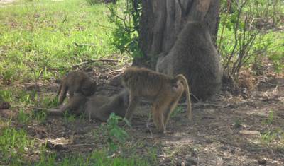 Safari de Acampamento em Grupo de 3 Dias na Tanzânia — 2