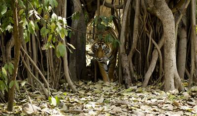 Excursão pela Índia: Templos Taj e Tigres — 5
