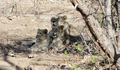 インド野生動物サファリ - ベンガルトラとアジアライオン — 4