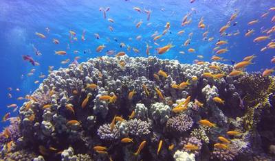 Luxo e Amor: Lua de Mel de 5 Noites no Mar Vermelho, Sharm El Sheikh/ Egito — 5
