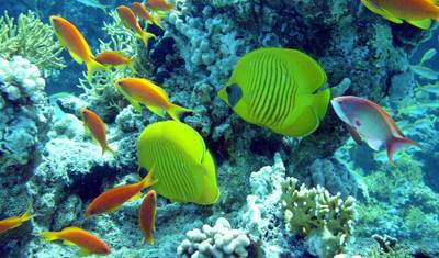 Luxo e Amor: Lua de Mel de 5 Noites no Mar Vermelho, Sharm El Sheikh/ Egito — 4