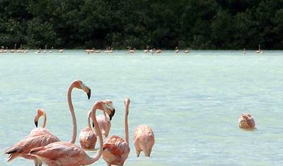 Excursão Ruínas Maias: Descubra Praias Caribenhas, Cenotes e Ruínas — 4