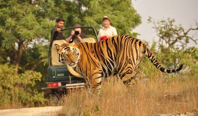 India's Best Golden Triangle with Wildlife and Royal Castle Stay — 2