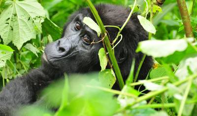 8 Dias de Férias de Safári de Gorilas de Luxo em Uganda — 3