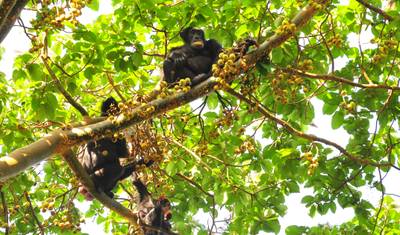 8 Dias de Férias de Safári de Gorilas de Luxo em Uganda — 2
