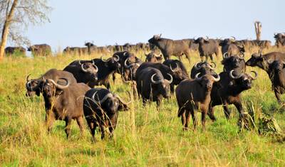 8 Dias de Férias de Safári de Gorilas de Luxo em Uganda — 4