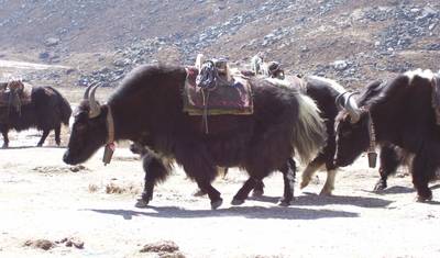 Everest Base Camp Trek (14 destinos) — 4