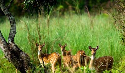Chitwan Jungle Safari 2 noce 3 dni — 2