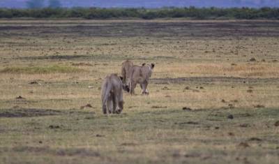 5-dniowe Niezwykłe Safari Amboseli Ngorongoro — 5
