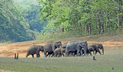 Pacote Romântico por Karnataka com Kerala e Acomodação em Hotel — 3