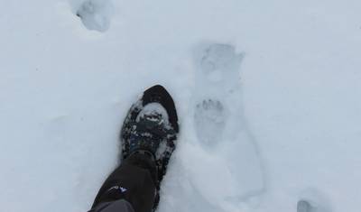 Caminhada com Raquetes de Neve nos Alpes Romenos — 5