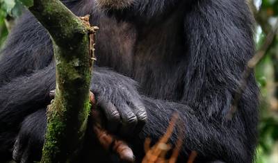 Excursão de Um Dia em Entebbe e na Ilha Ngamba para Observação de Chimpanzés — 3
